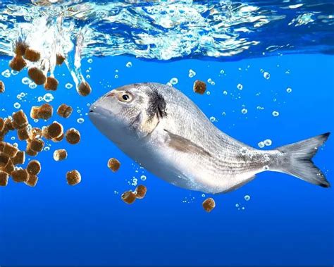 fish feed|Types of Fish Feed and Best Feeding Methods .